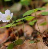 šťavel kyselý <i>(Oxalis acetosella)</i> / Habitus