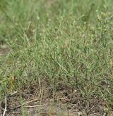 jitrocel písečný <i>(Plantago arenaria)</i> / Habitus