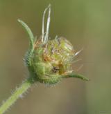 jitrocel písečný <i>(Plantago arenaria)</i> / Květ/Květenství