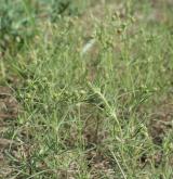 jitrocel písečný <i>(Plantago arenaria)</i> / Habitus