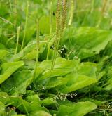 jitrocel větší <i>(Plantago major)</i> / Habitus