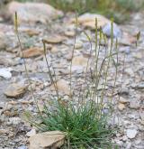 jitrocel přímořský <i>(Plantago maritima)</i> / Habitus