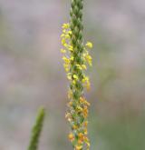 jitrocel přímořský <i>(Plantago maritima)</i> / Květ/Květenství