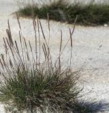 jitrocel přímořský <i>(Plantago maritima)</i> / Habitus