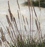 jitrocel přímořský <i>(Plantago maritima)</i> / Habitus