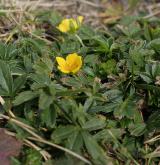 mochna zlatá <i>(Potentilla aurea)</i> / Habitus