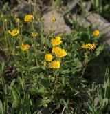 mochna zlatá <i>(Potentilla aurea)</i> / Habitus