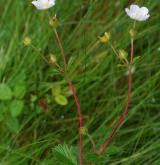 mochna skalní <i>(Potentilla rupestris)</i> / Habitus