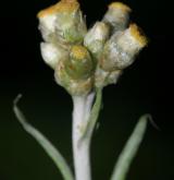 protěž žlutobílá <i>(Pseudognaphalium luteoalbum)</i> / Květ/Květenství