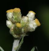 protěž žlutobílá <i>(Pseudognaphalium luteoalbum)</i> / Květ/Květenství