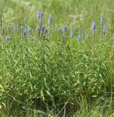 rozrazil dlouholistý <i>(Pseudolysimachion maritimum)</i> / Habitus