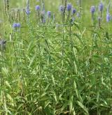 rozrazil dlouholistý <i>(Pseudolysimachion maritimum)</i> / Habitus