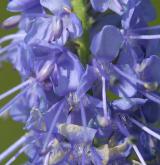 rozrazil dlouholistý <i>(Pseudolysimachion maritimum)</i> / Květ/Květenství