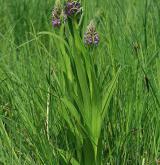 prstnatec pleťový <i>(Dactylorhiza incarnata)</i> / Habitus