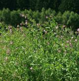 vrbovka chlupatá <i>(Epilobium hirsutum)</i> / Habitus