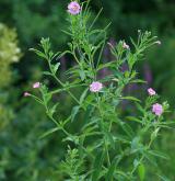 vrbovka chlupatá <i>(Epilobium hirsutum)</i> / Habitus