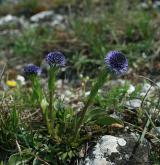 koulenka prodloužená <i>(Globularia bisnagarica)</i> / Habitus