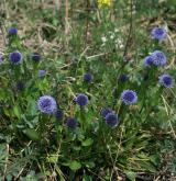 koulenka prodloužená <i>(Globularia bisnagarica)</i> / Habitus