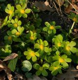 hvězdnatec zubatý <i>(Hacquetia epipactis)</i> / Habitus