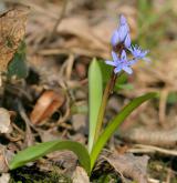 ladoňka karpatská  <i>(Scilla kladnii)</i> / Habitus