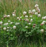 jetel plazivý <i>(Trifolium repens)</i> / Habitus