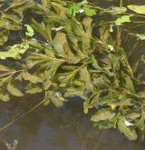 Vegetace převážně ponořených vodních rostlin zakořeněných ve dně <i>(Potamion)</i> / Porost