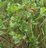 višeň křovitá <i>(Prunus fruticosa)</i> / Habitus