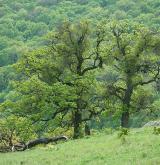 dub pýřitý <i>(Quercus pubescens)</i> / Habitus
