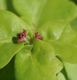 dub letní <i>(Quercus robur)</i> / List