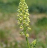 rýt (rezeda) žlutý <i>(Reseda lutea)</i> / Květ/Květenství