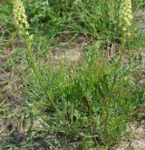 rýt (rezeda) žlutý <i>(Reseda lutea)</i> / Habitus