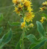 zlatobýl obecný <i>(Solidago virgaurea)</i> / Květ/Květenství