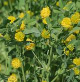 jetel ladní <i>(Trifolium campestre)</i> / Habitus