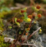 jetel ladní <i>(Trifolium campestre)</i> / Habitus