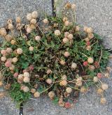 jetel jahodnatý <i>(Trifolium fragiferum)</i> / Habitus
