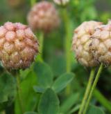 jetel jahodnatý <i>(Trifolium fragiferum)</i> / Plod