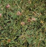jetel jahodnatý <i>(Trifolium fragiferum)</i> / Habitus