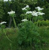 sasanka narcisokvětá <i>(Anemone narcissiflora)</i> / Habitus