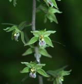 kruštík modrofialový <i>(Epipactis purpurata)</i> / Květ/Květenství