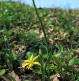 křivatec luční <i>(Gagea pratensis)</i> / Habitus