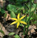 křivatec luční <i>(Gagea pratensis)</i> / Habitus
