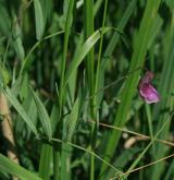 hrachor bahenní <i>(Lathyrus palustris)</i> / Habitus