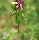 černýš hřebenitý <i>(Melampyrum cristatum)</i> / Habitus