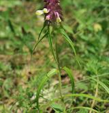 černýš hřebenitý <i>(Melampyrum cristatum)</i> / Habitus