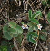 mochna malokvětá <i>(Potentilla micrantha)</i> / Habitus