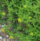 mochna poléhavá <i>(Potentilla supina)</i> / Habitus