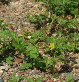 mochna poléhavá <i>(Potentilla supina)</i> / Habitus
