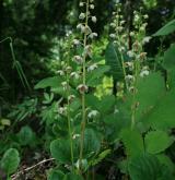 hruštička okrouhlolistá <i>(Pyrola rotundifolia)</i> / Habitus