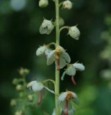 hruštička okrouhlolistá <i>(Pyrola rotundifolia)</i> / Květ/Květenství