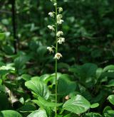 hruštička okrouhlolistá <i>(Pyrola rotundifolia)</i> / Habitus
